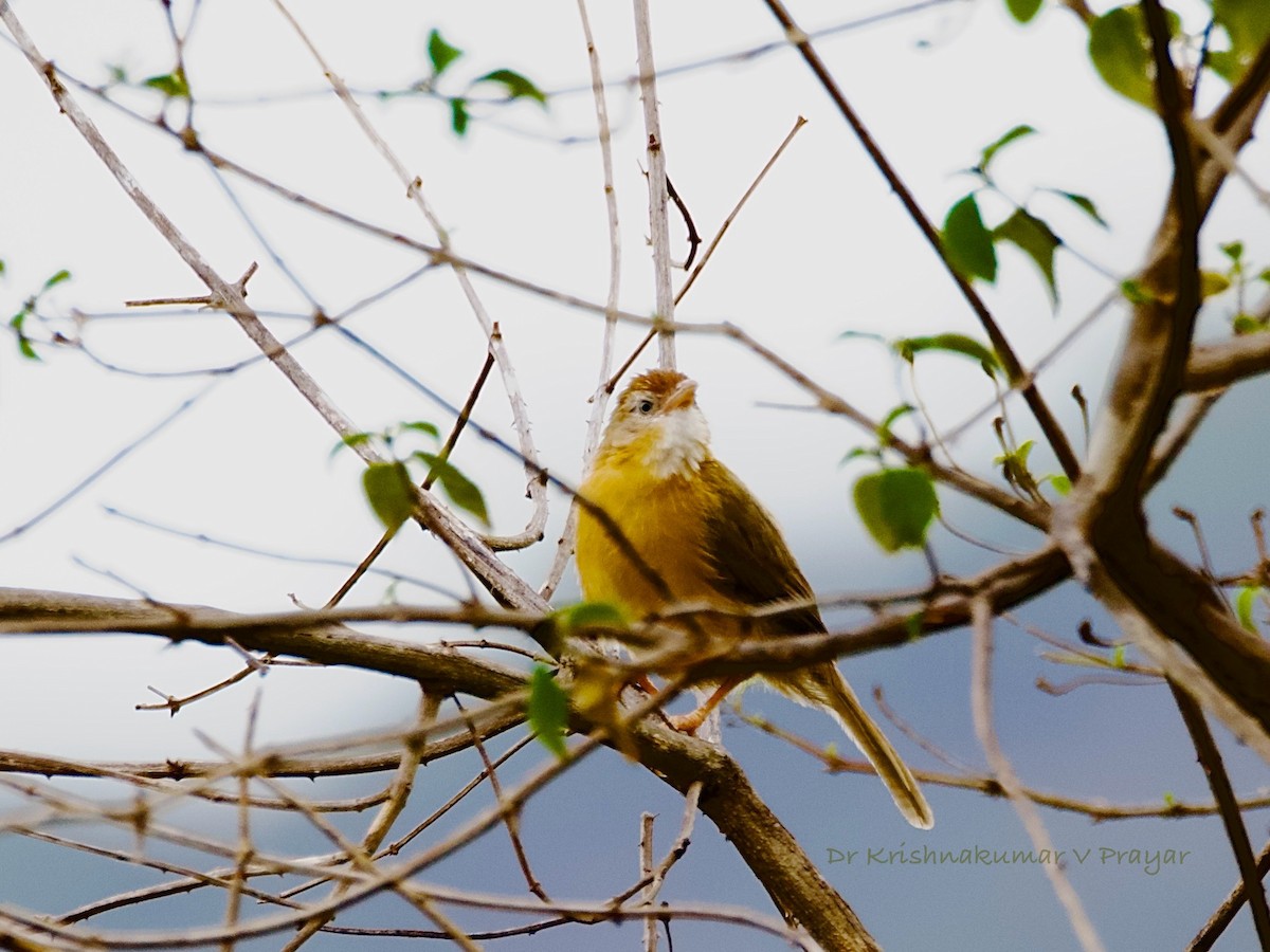 Tawny-bellied Babbler - ML641491270