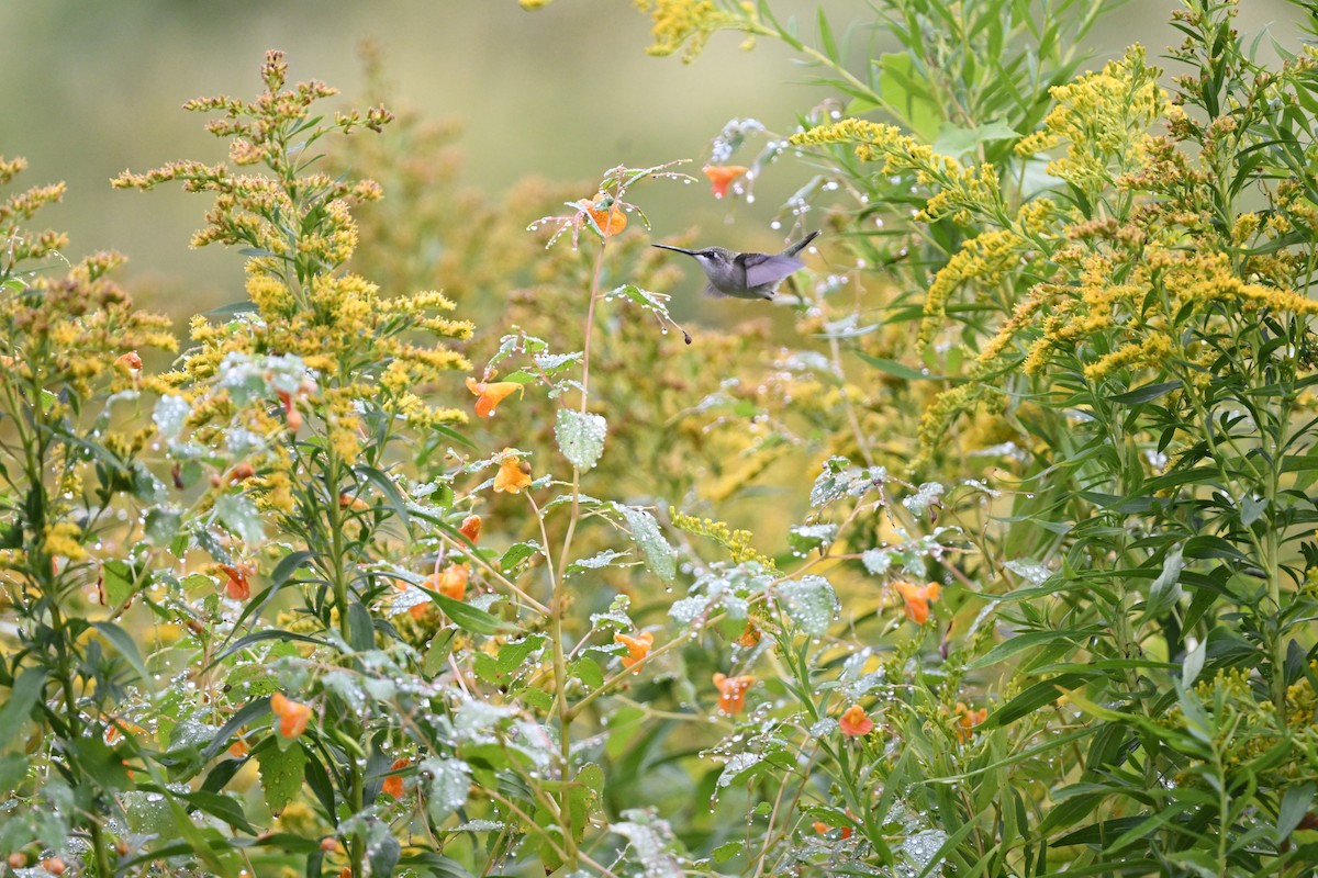 Ruby-throated Hummingbird - ML641491276
