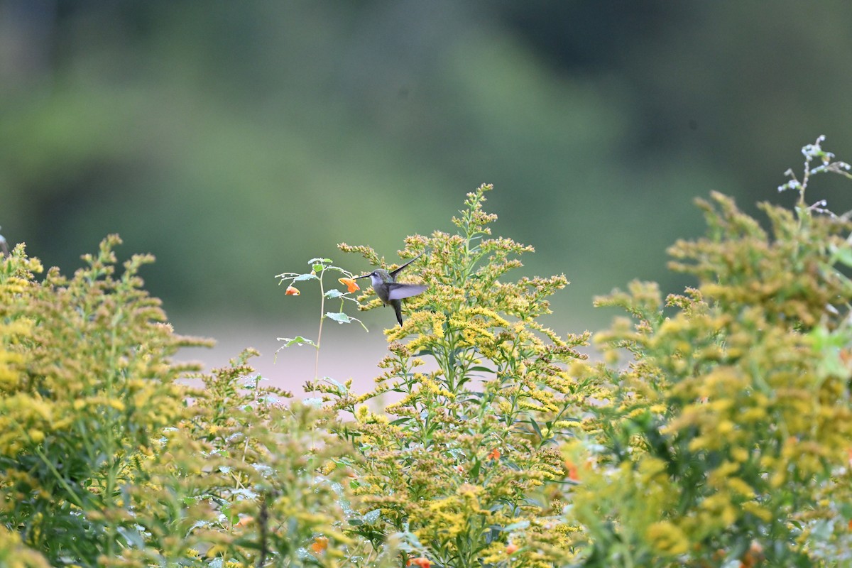 Ruby-throated Hummingbird - ML641491299