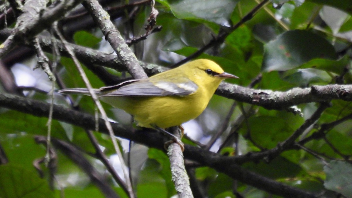 Blue-winged Warbler - ML641491300