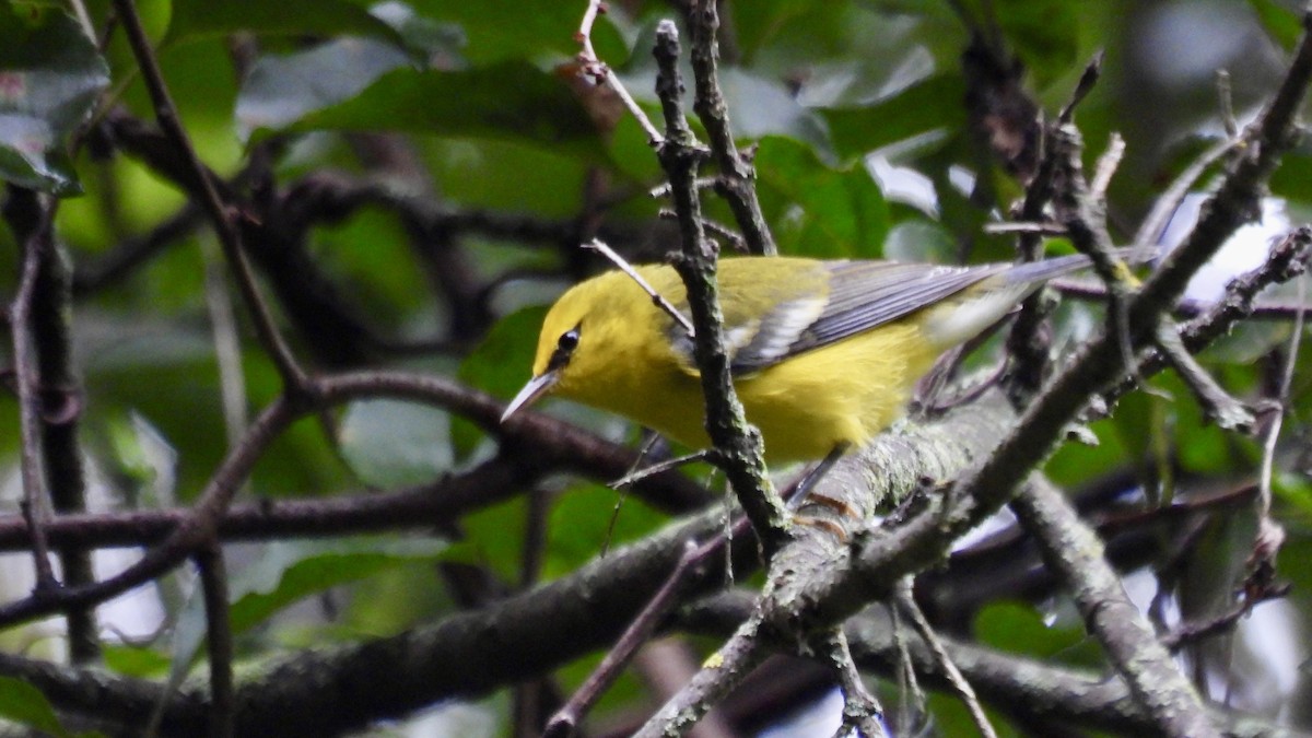 Blue-winged Warbler - ML641491301
