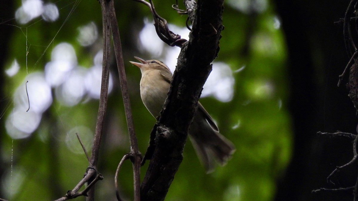 Worm-eating Warbler - ML641491307