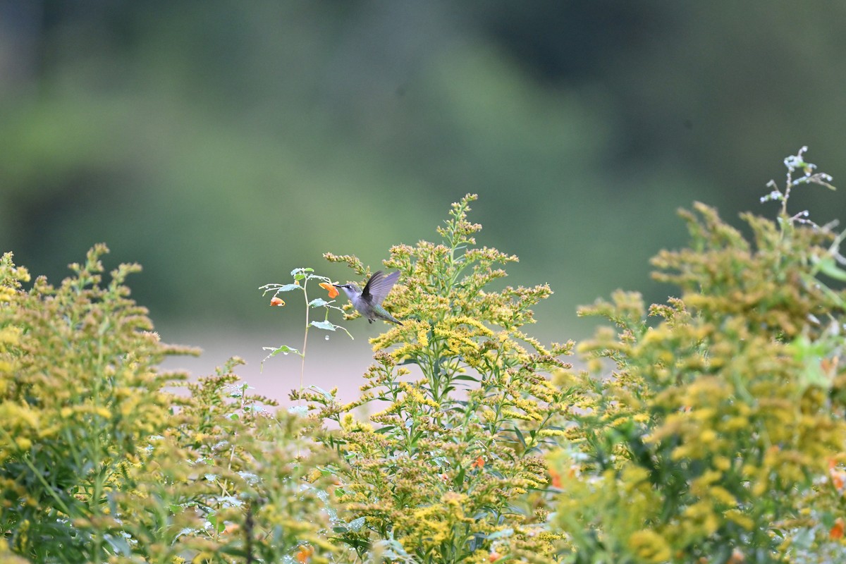 Ruby-throated Hummingbird - ML641491315