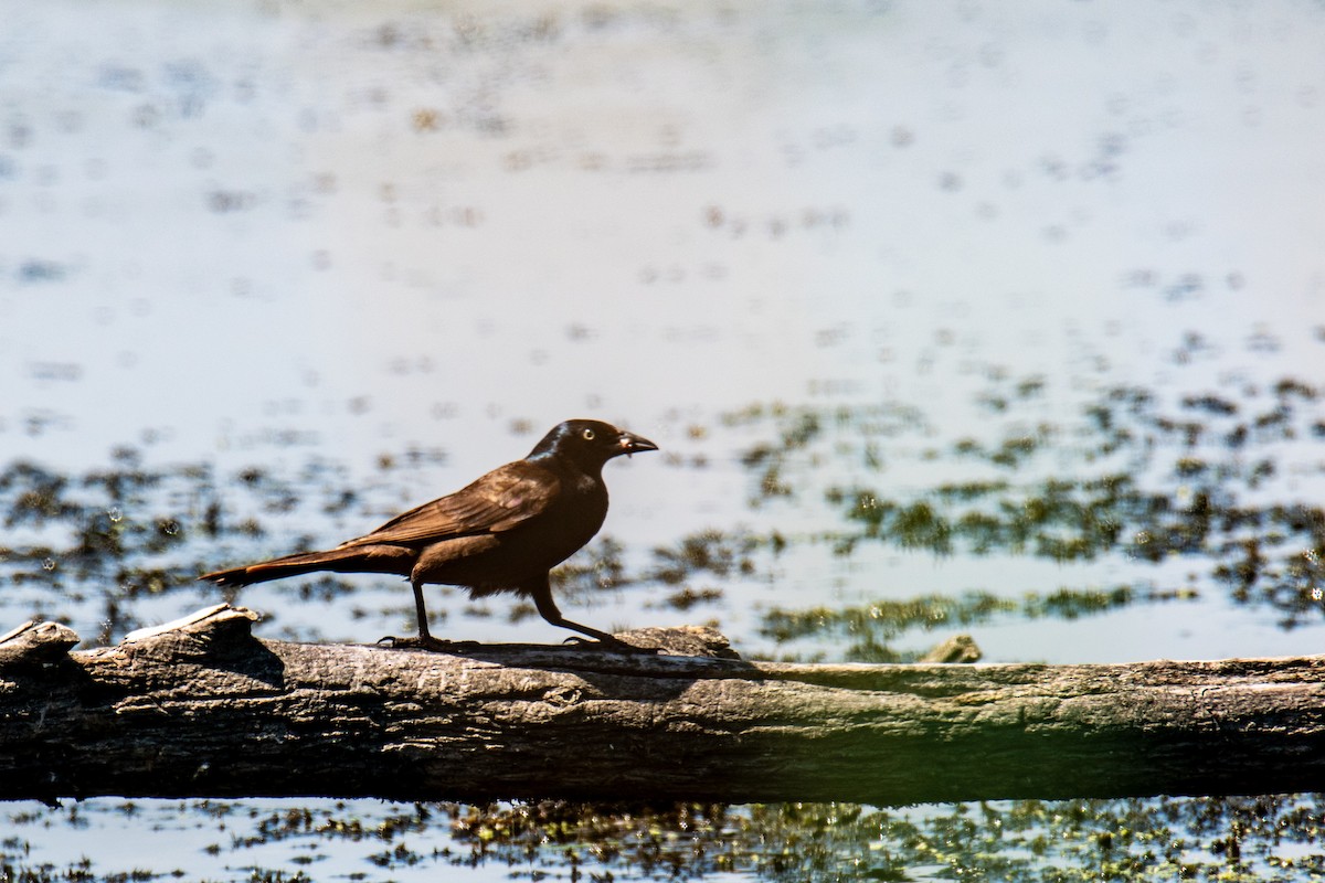 Common Grackle - ML641491328