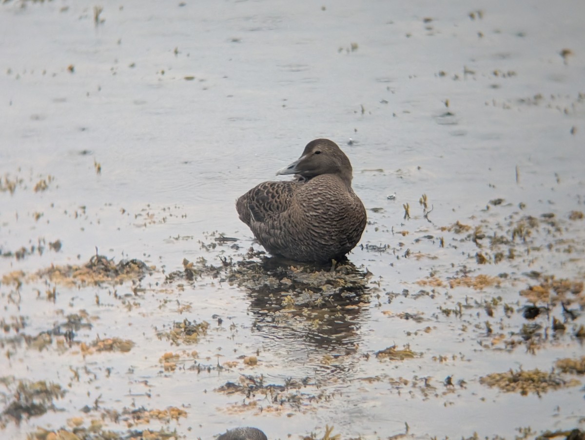 Common Eider - ML641491355