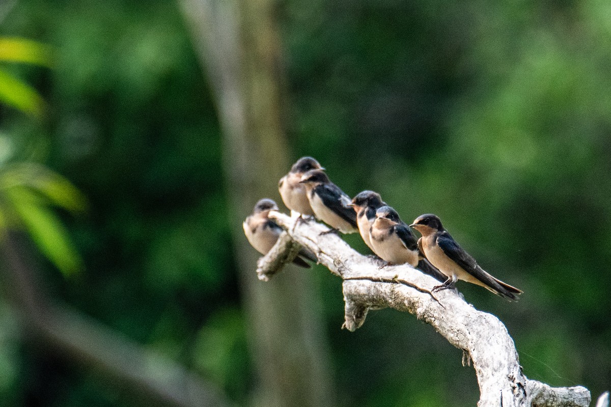 Barn Swallow - ML641491360