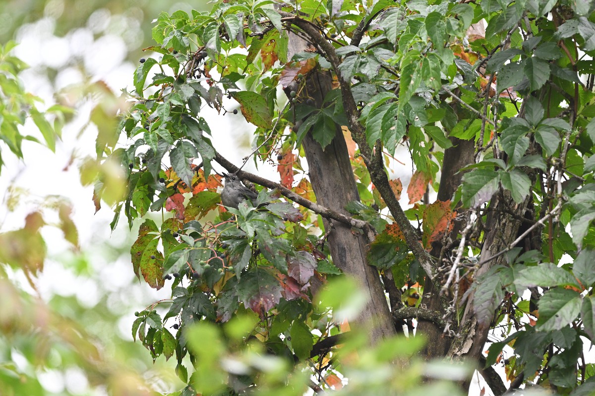 Gray Catbird - ML641491362