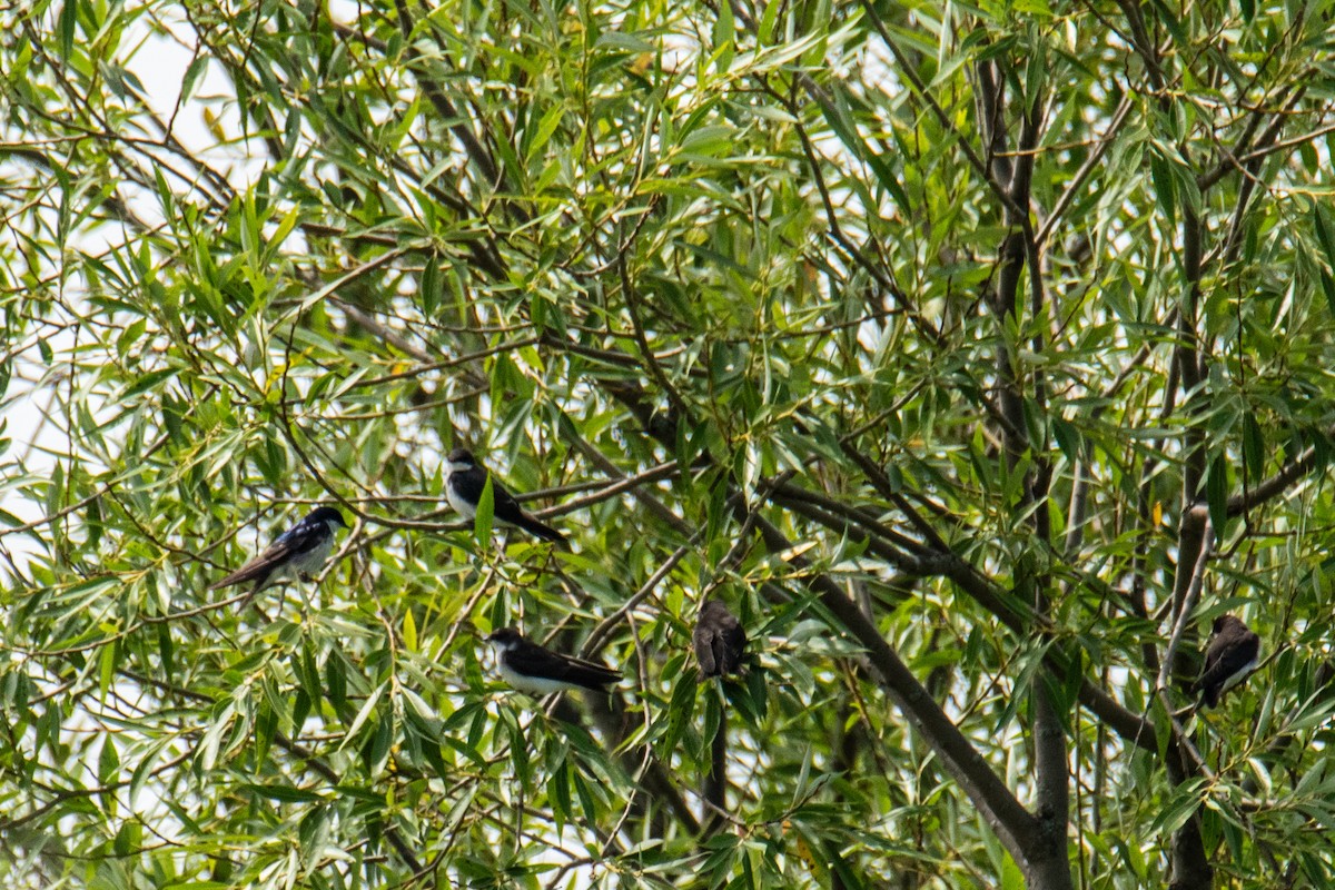 Tree Swallow - ML641491394