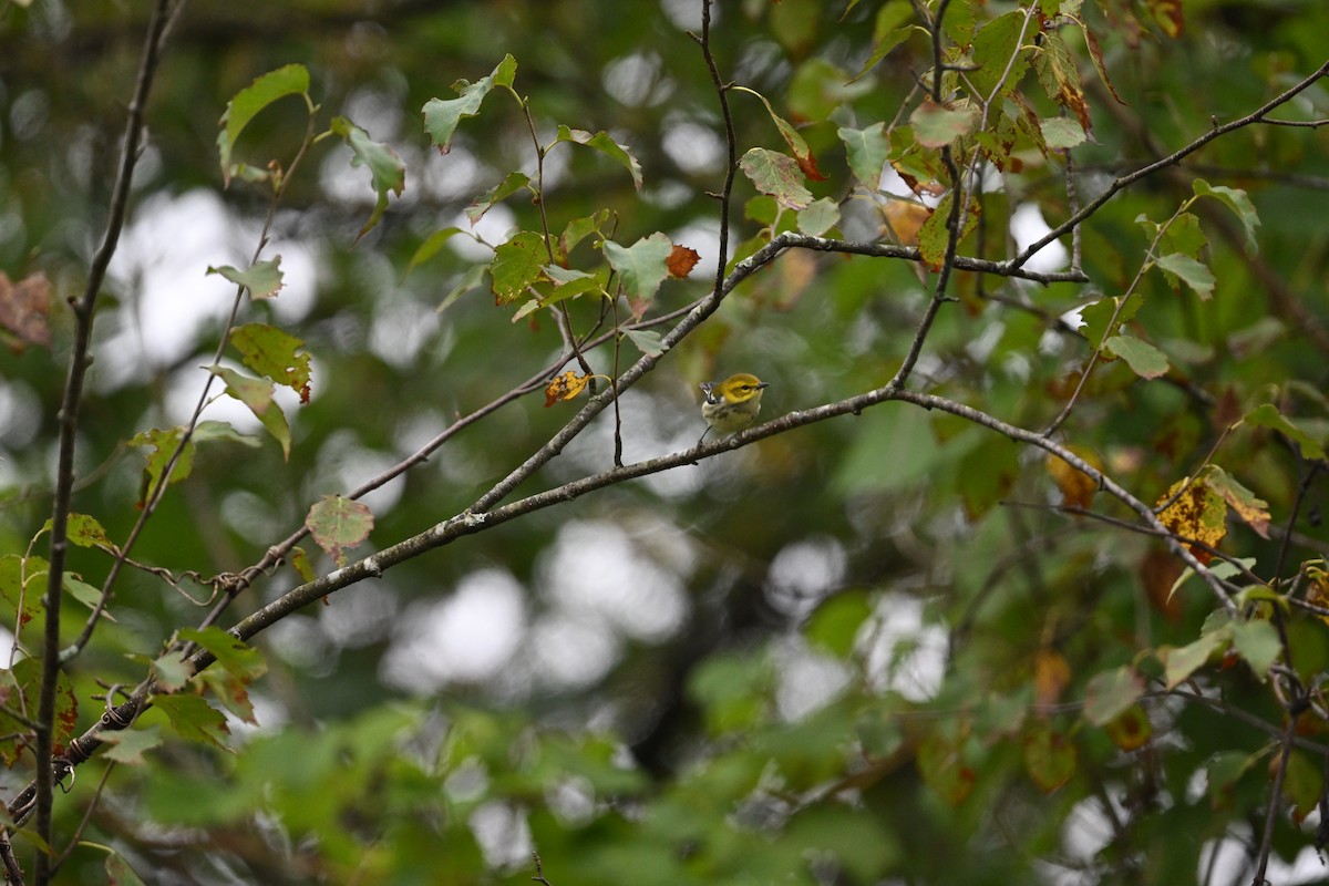 Black-throated Green Warbler - ML641491399