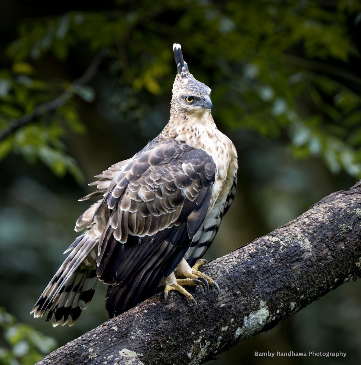 Legge's Hawk-Eagle - ML641491409