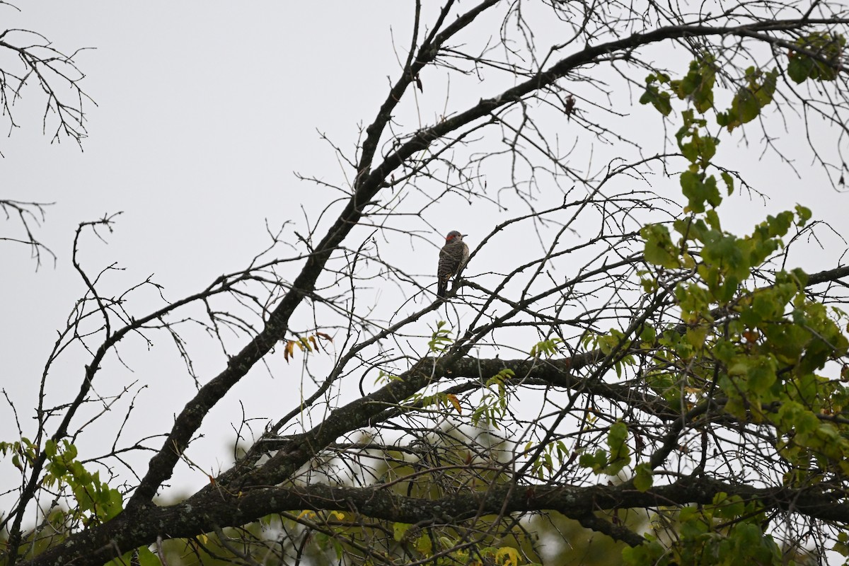 Northern Flicker - ML641491436