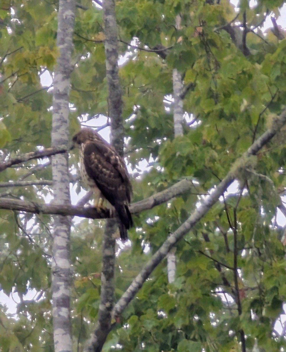 Broad-winged Hawk - ML641491443