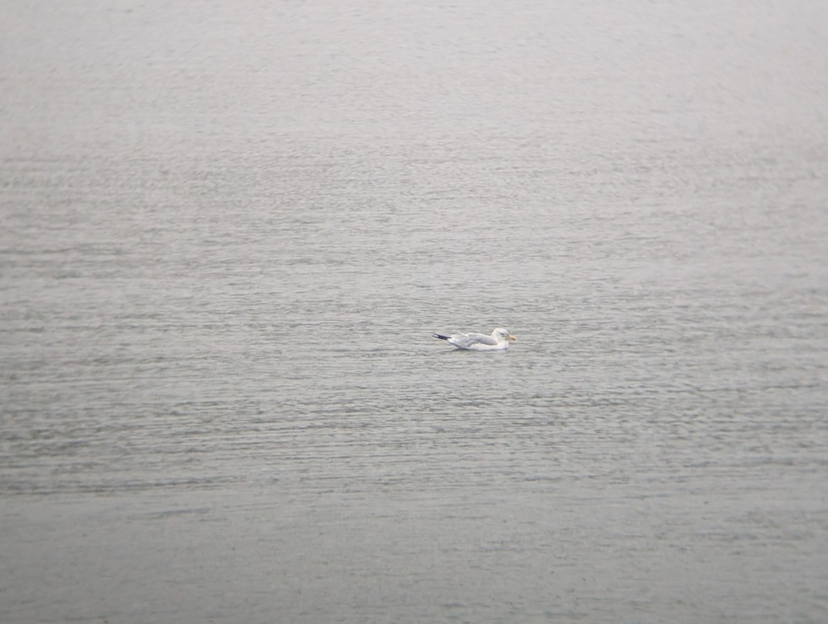 European Herring Gull - ML641491444