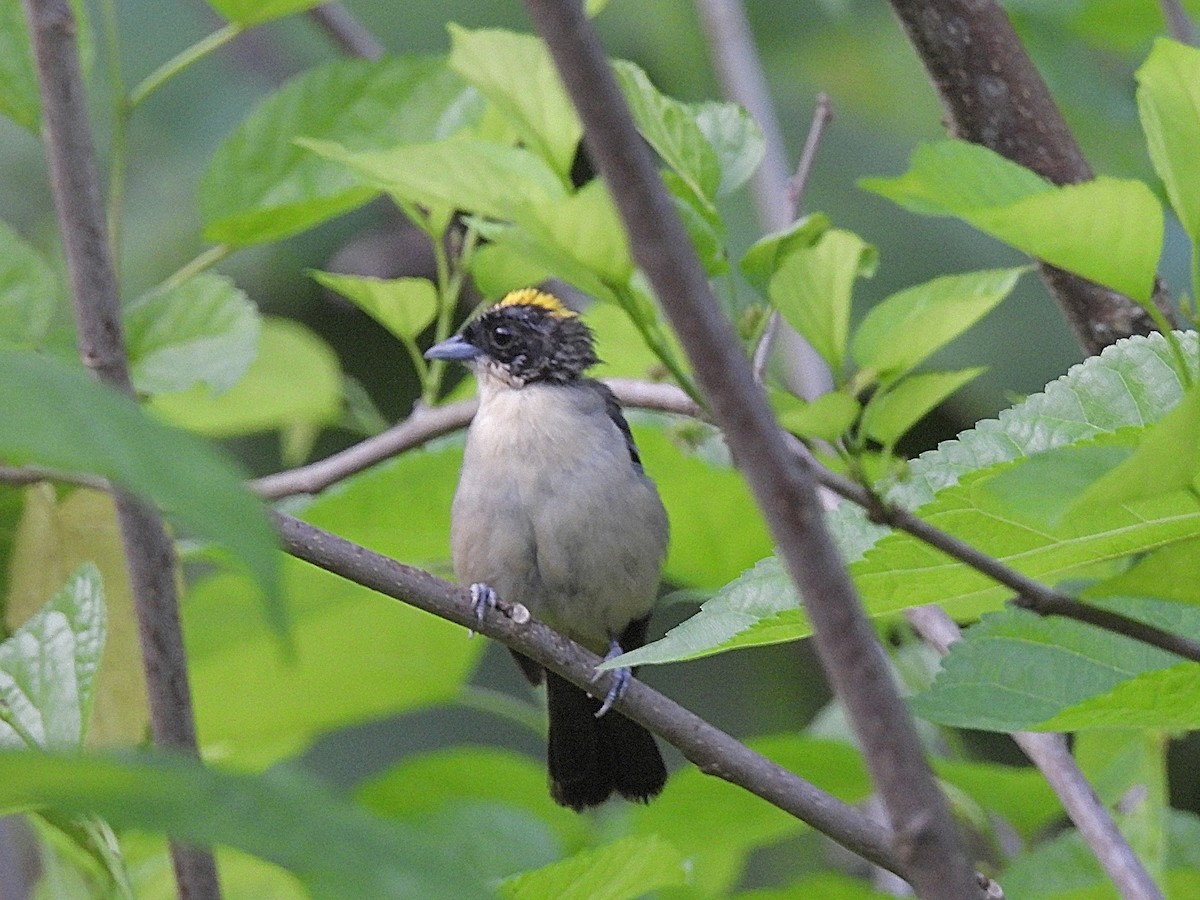 Black-goggled Tanager - ML641491450
