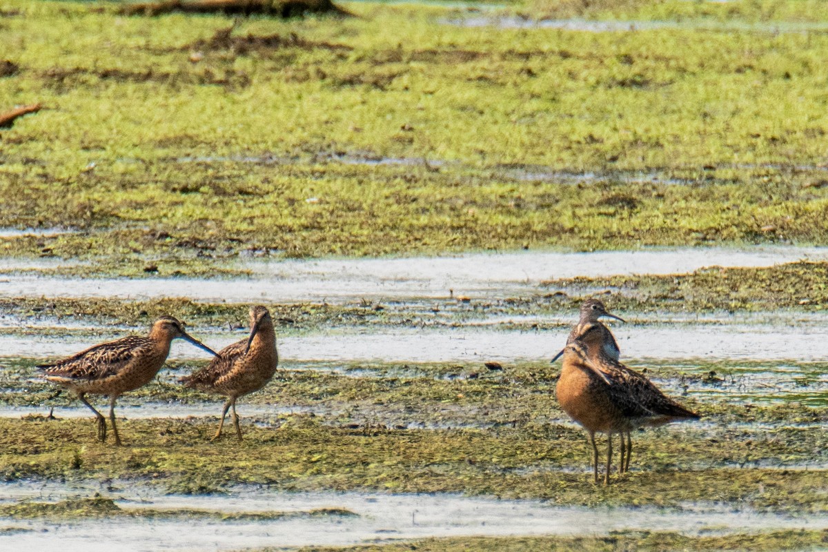 Short-billed Dowitcher - ML641491451