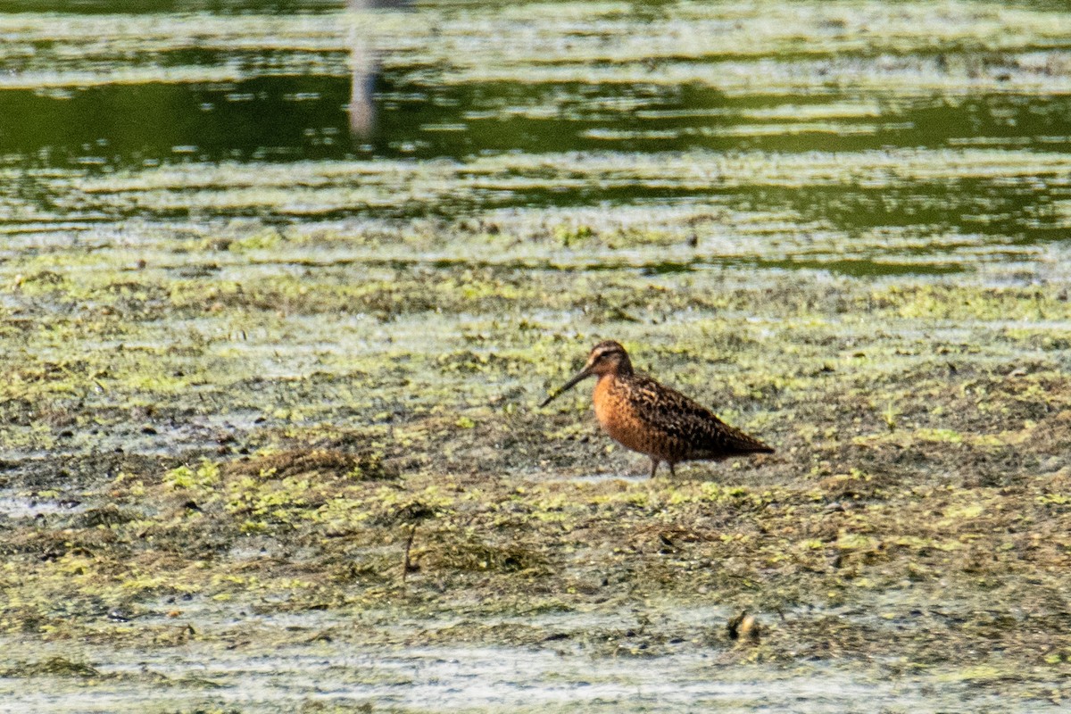 Short-billed Dowitcher - ML641491452