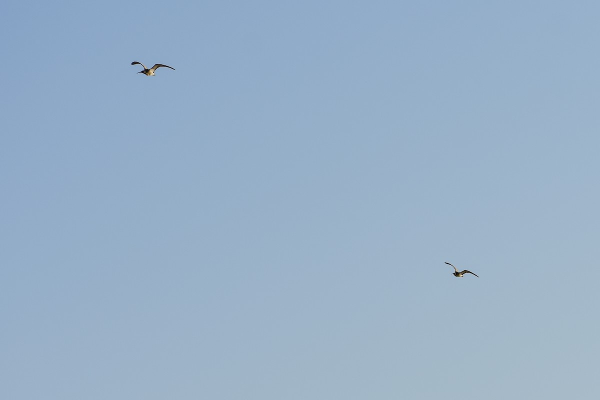 Whimbrel - ML641491455