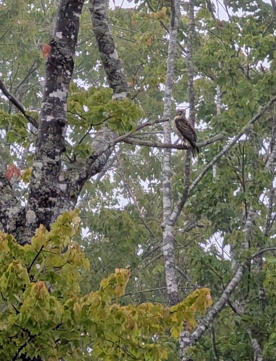 Broad-winged Hawk - ML641491456