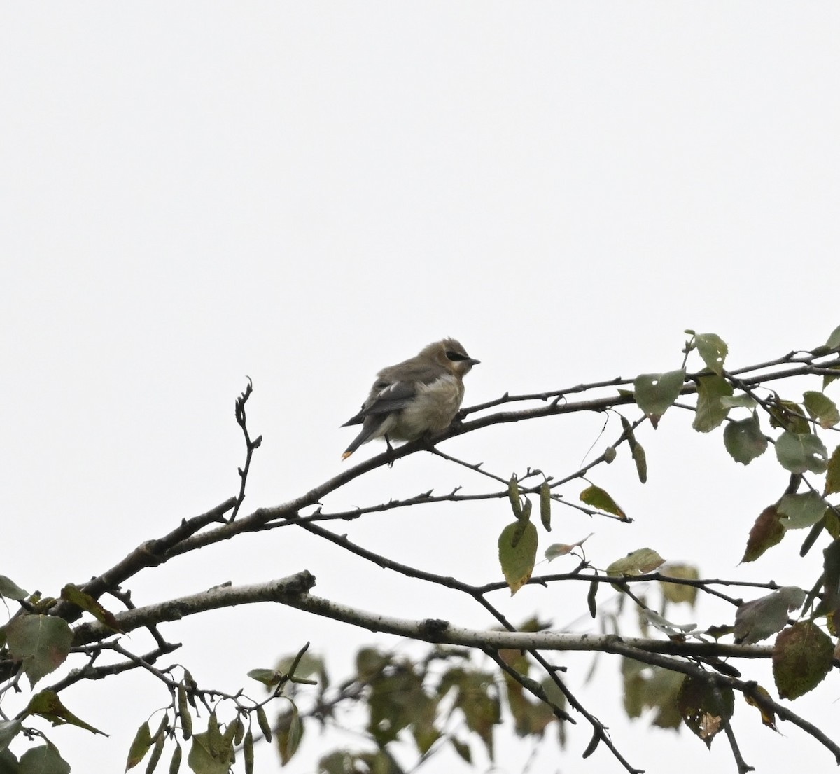Cedar Waxwing - ML641491468
