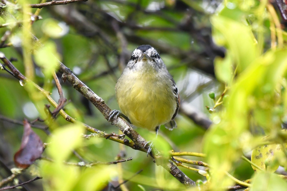 Rufous-margined Antwren - ML641491483