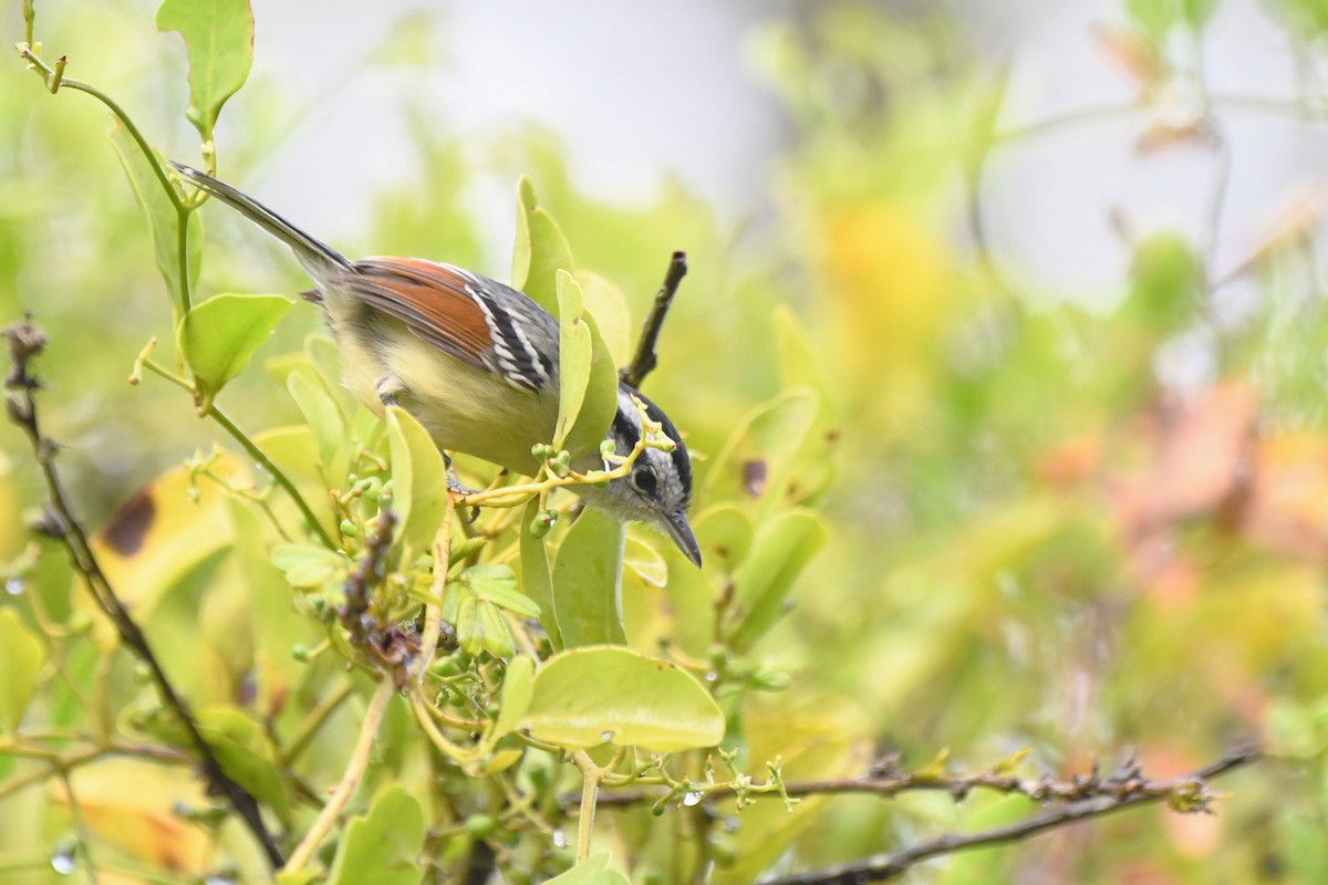 Rufous-margined Antwren - ML641491484