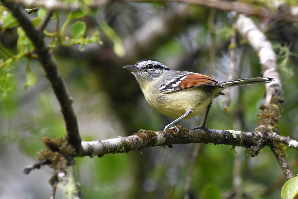 Rufous-margined Antwren - ML641491485