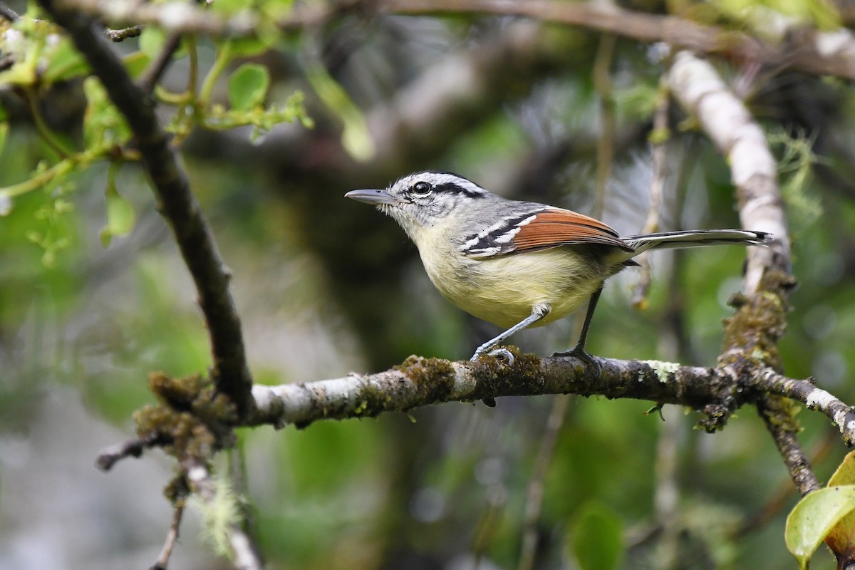 Rufous-margined Antwren - ML641491486