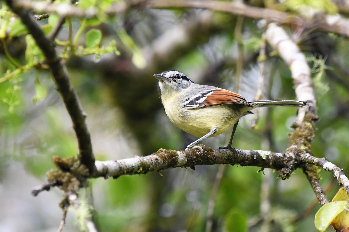 Rufous-margined Antwren - ML641491487