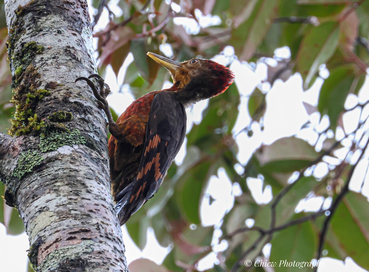 Orange-backed Woodpecker - ML641491493