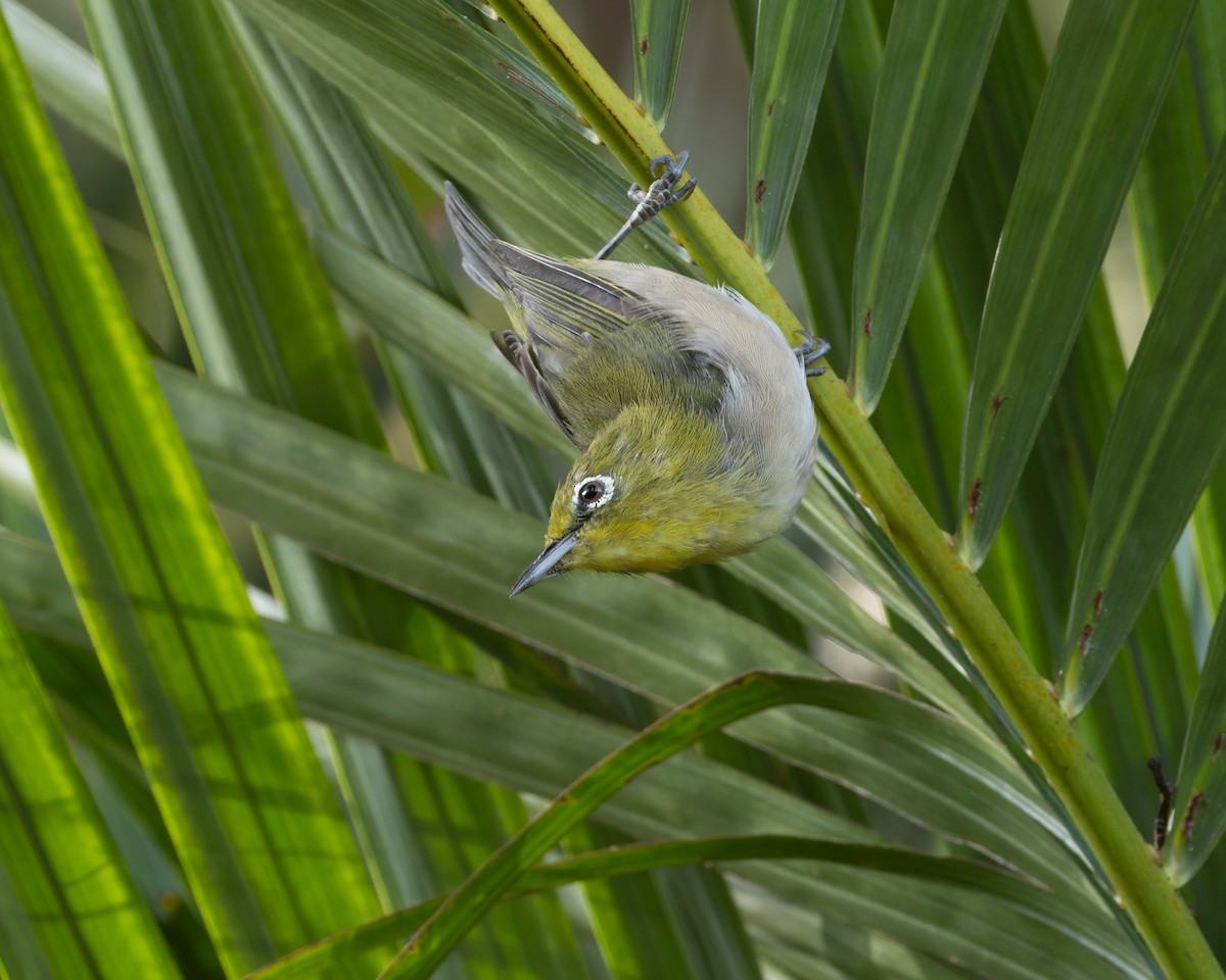 Warbling White-eye - ML641491494