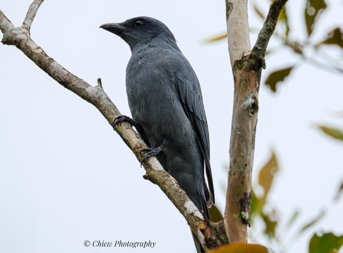 Sunda Cuckooshrike - ML641491500