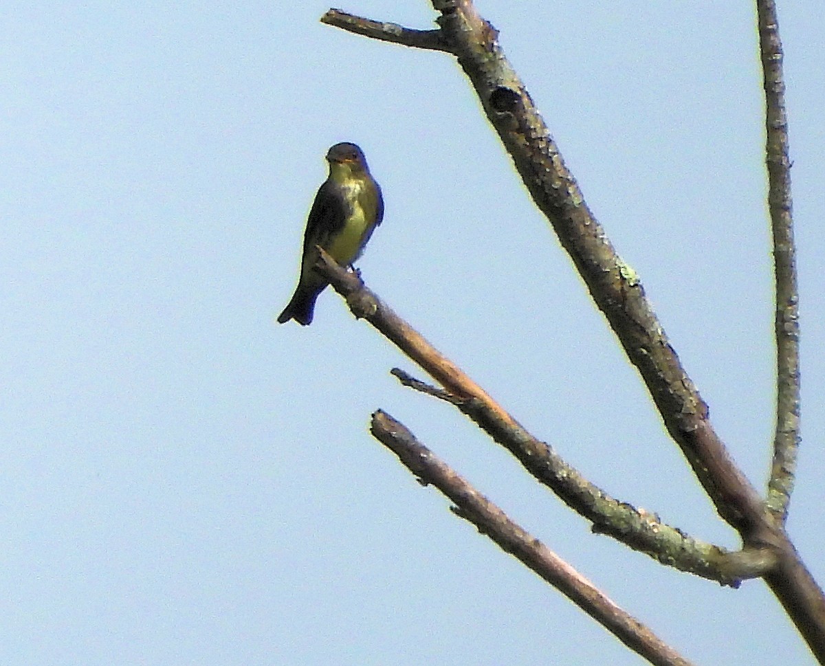 Olive-sided Flycatcher - ML641491511