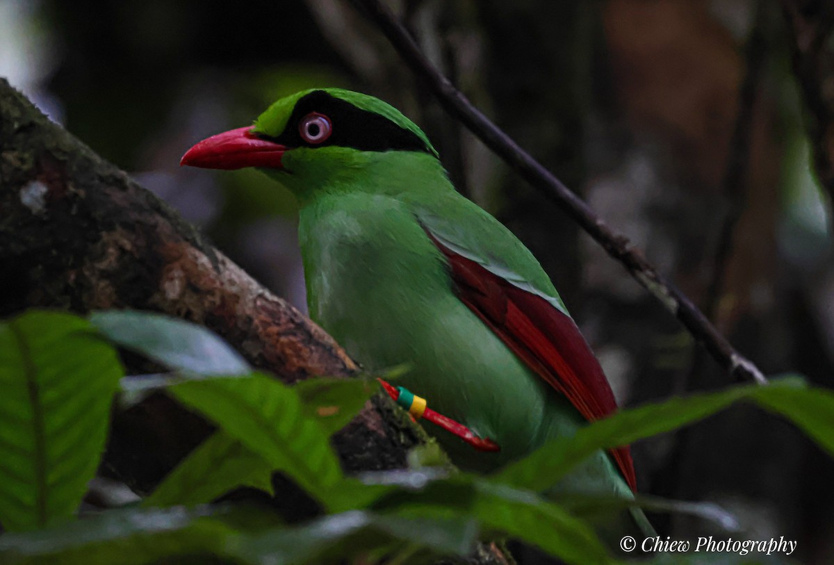 Bornean Green-Magpie - ML641491516