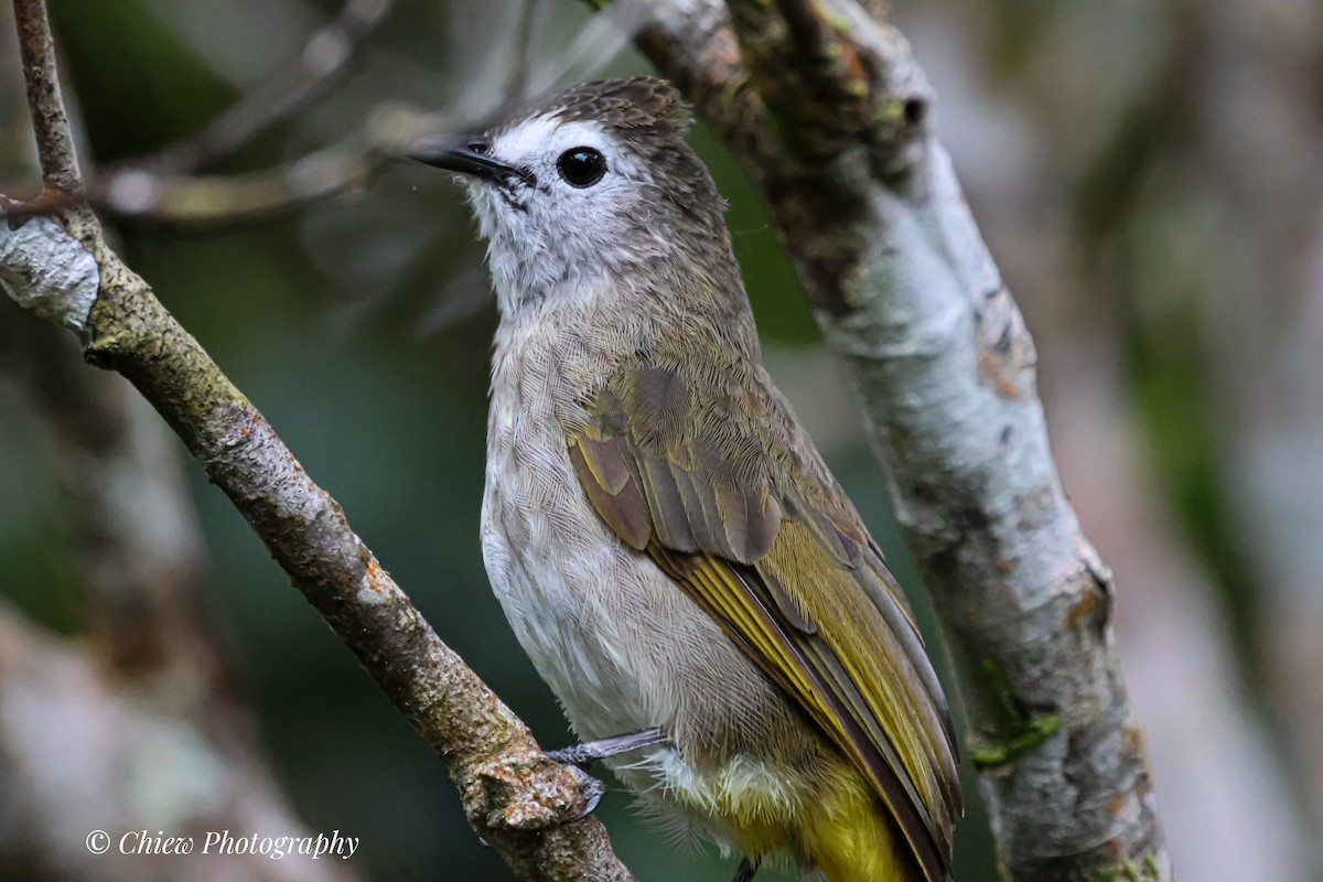 Pale-faced Bulbul - ML641491527