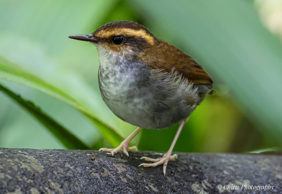 Bornean Stubtail - ML641491551