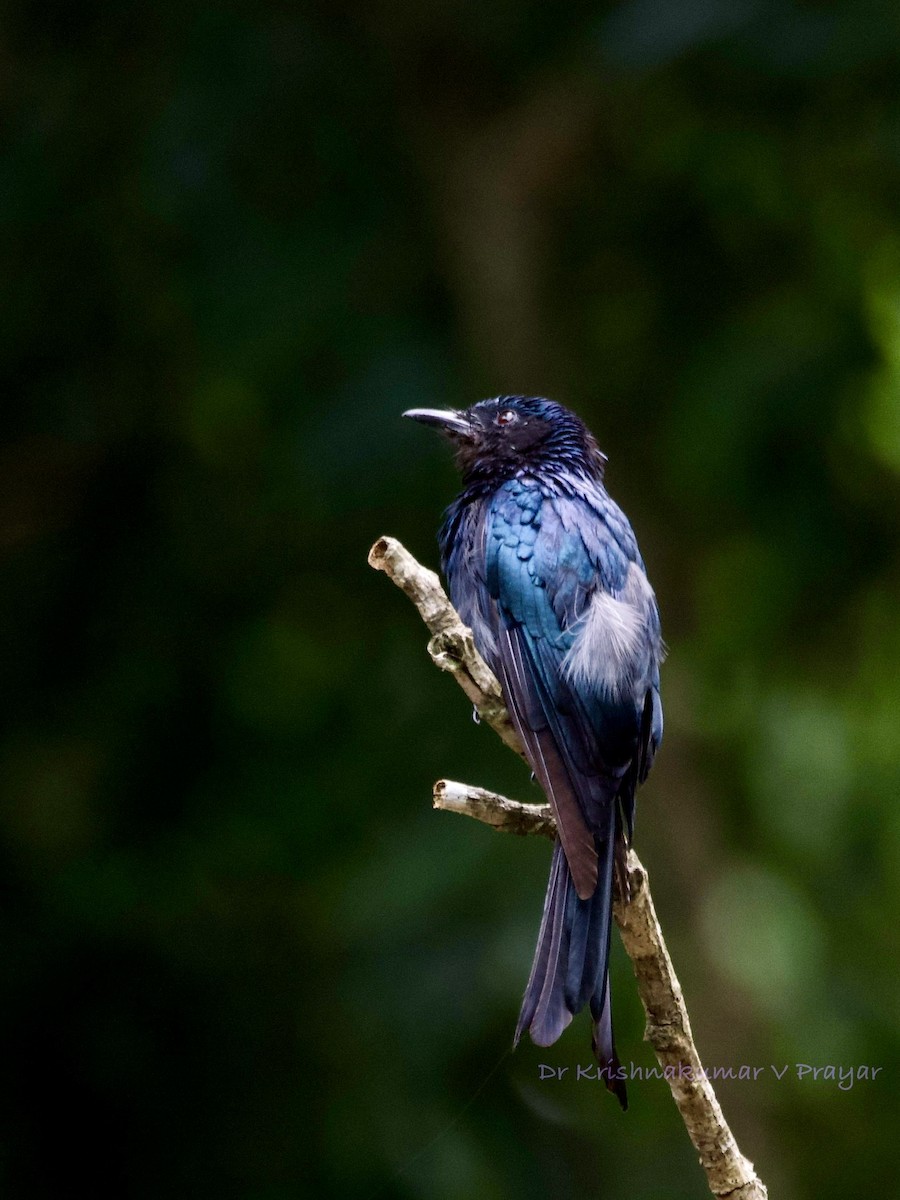 Bronzed Drongo - ML641491597