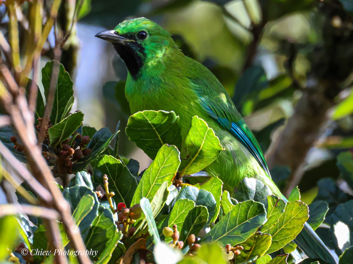 Bornean Leafbird - ML641491599
