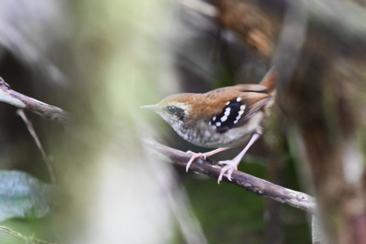 Squamate Antbird - ML641491633