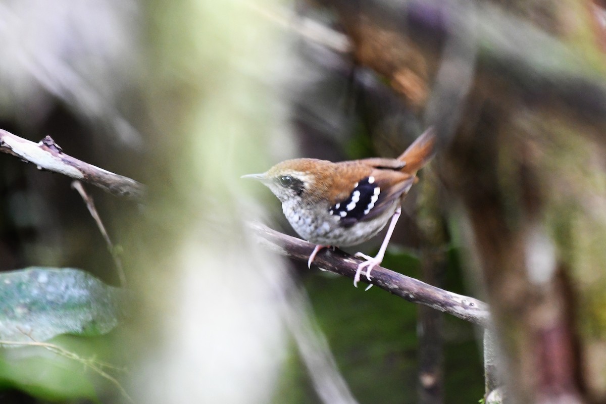 Squamate Antbird - ML641491634