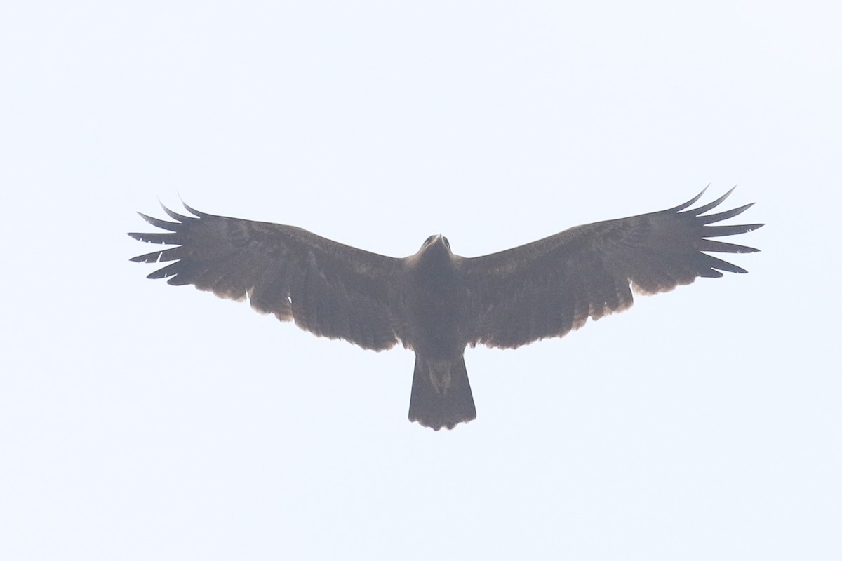 сар/бүргэд - ML641491638