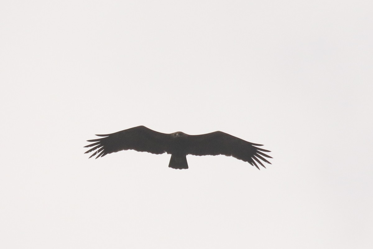 сар/бүргэд - ML641491639