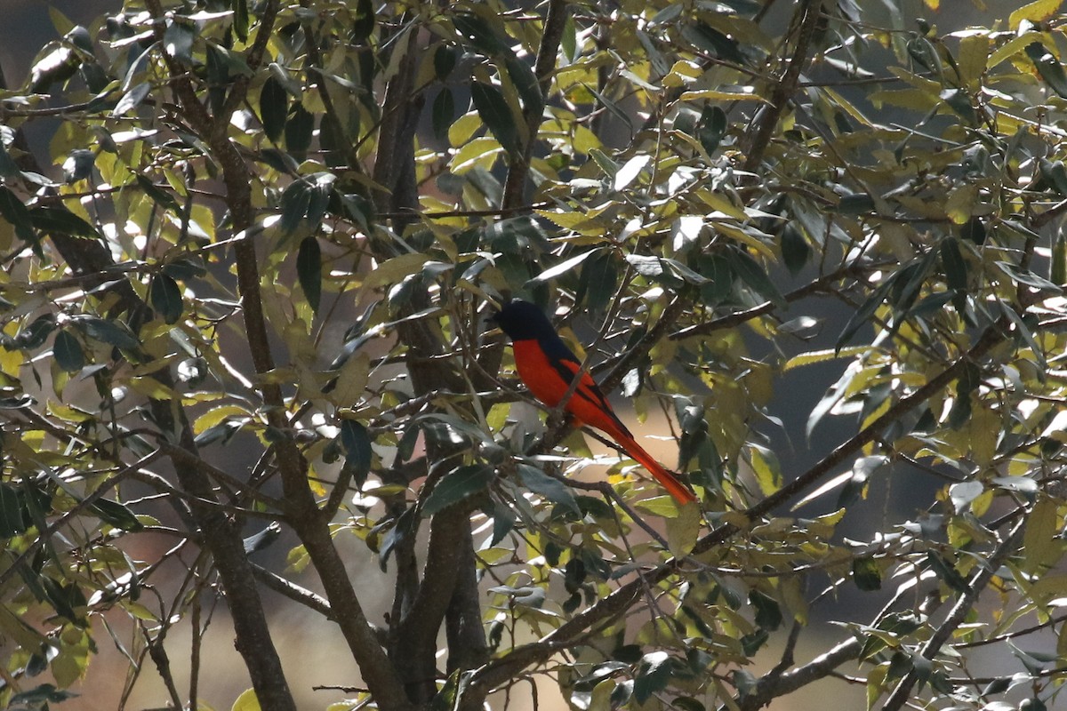 Long-tailed Minivet - ML641491642