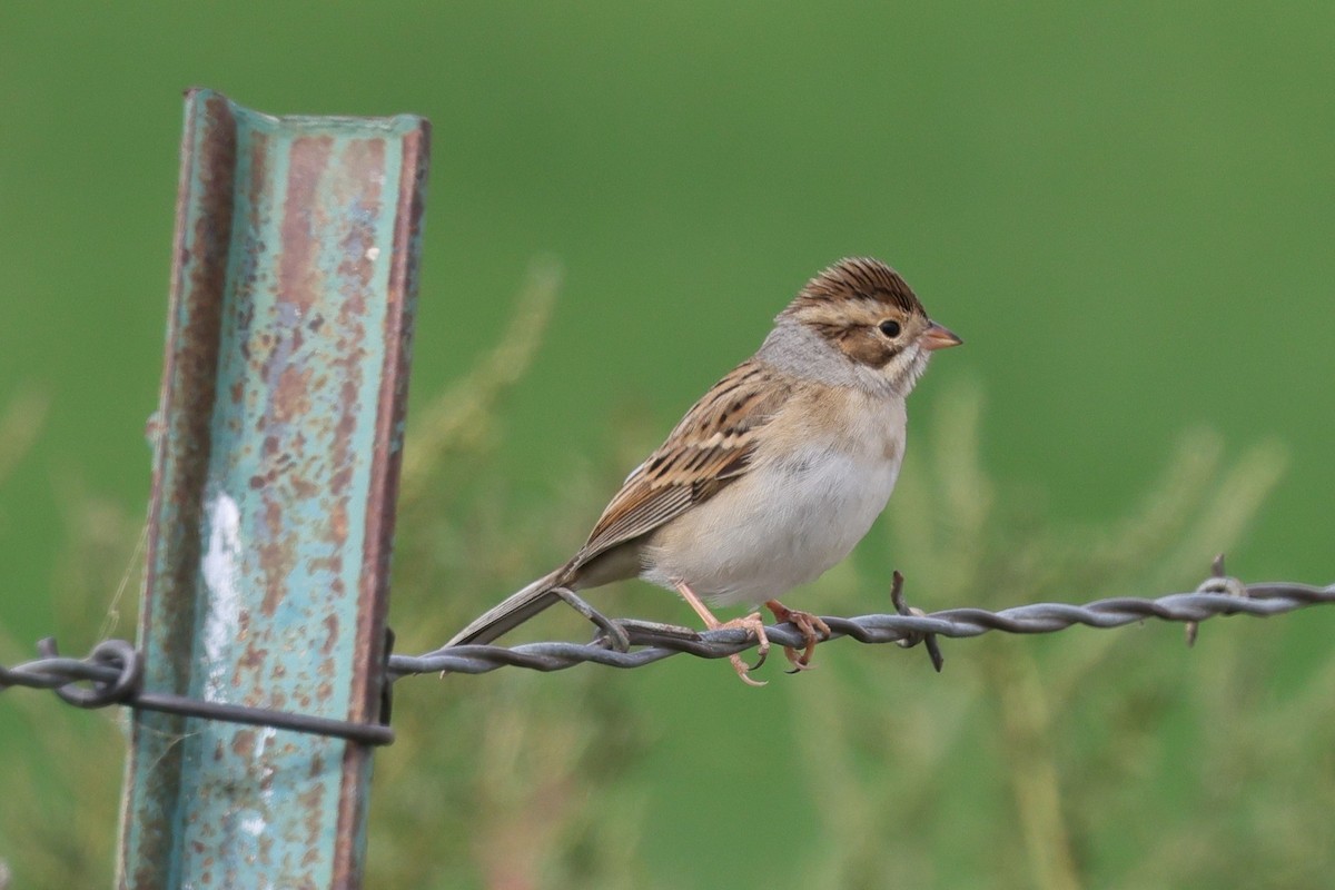 Clay-colored Sparrow - ML641491654