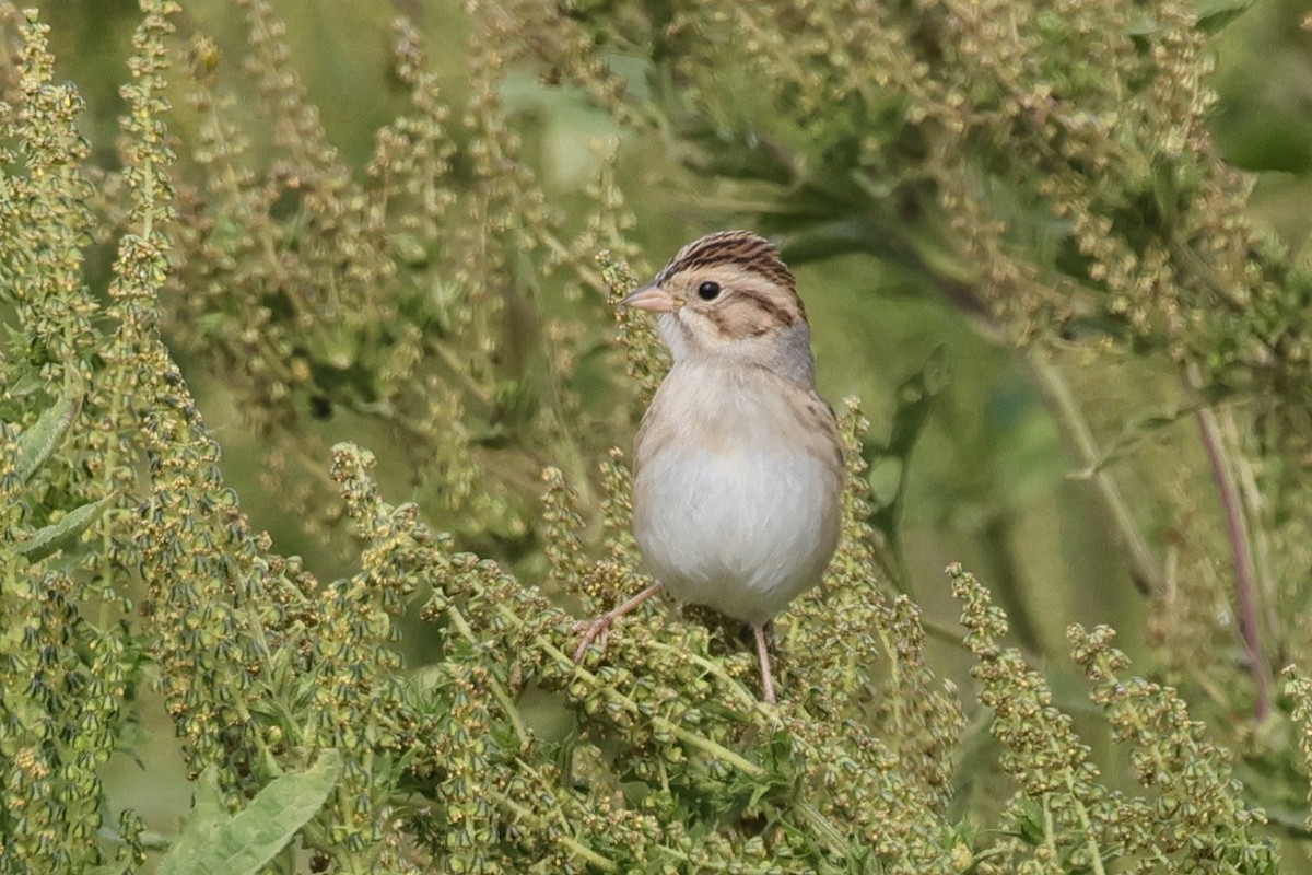 Clay-colored Sparrow - ML641491655