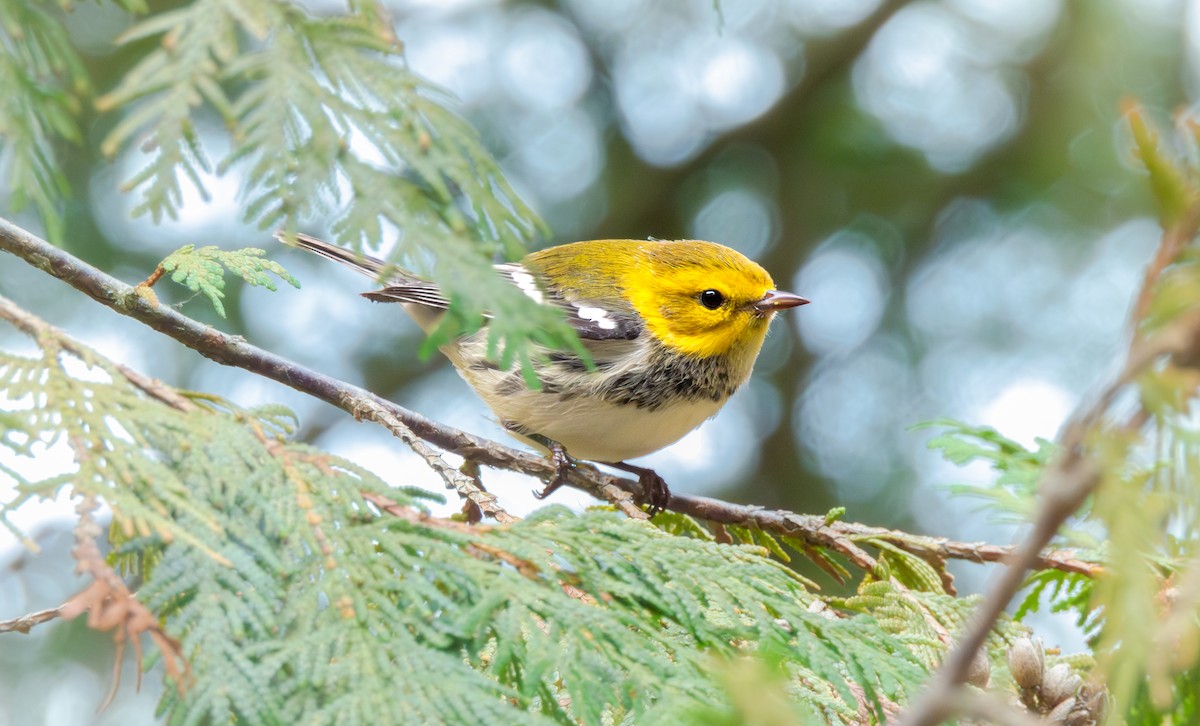Black-throated Green Warbler - ML641491658