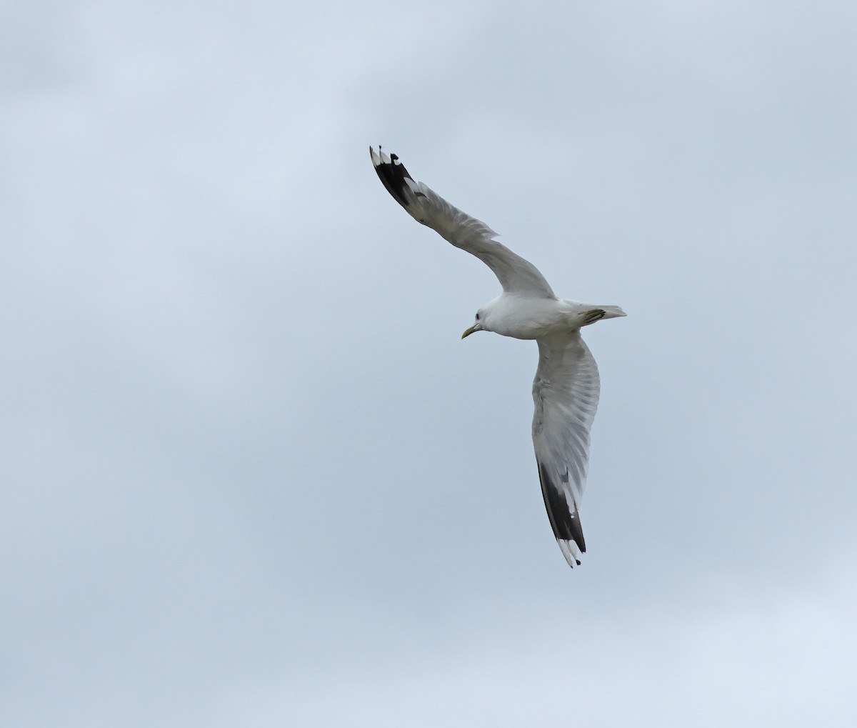 Common Gull (European) - ML641491697