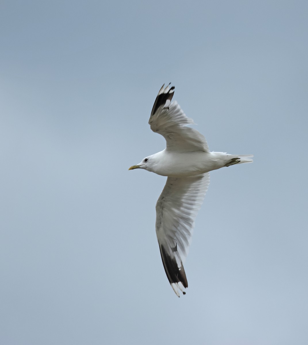 Common Gull (European) - ML641491699