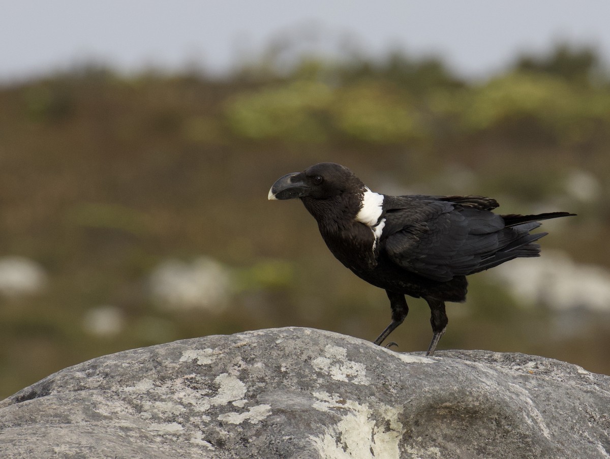 White-necked Raven - ML641491739