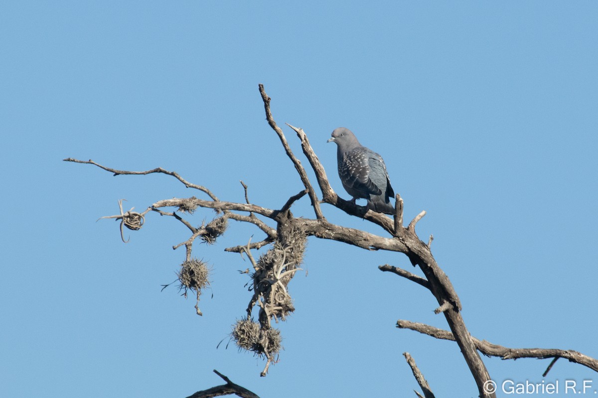 Spot-winged Pigeon - ML641491767