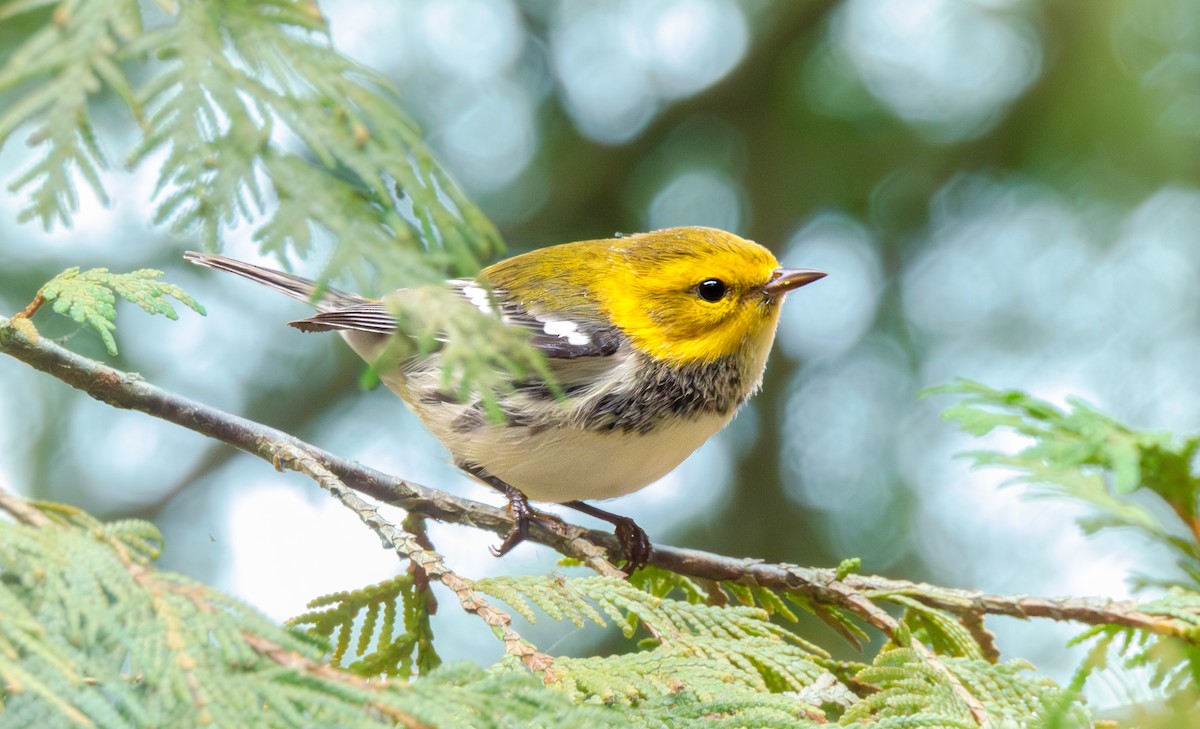 Black-throated Green Warbler - ML641491781